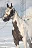 Cavalla Paint Horse In vendita 2021 Paint