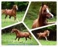Stallone Altre Razze di Pony In vendita 2012 Sauro ,  Perfect de Lafon (Arabe-BRE+3-BDR+3)