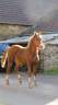 Castrone New Forest In vendita 2024 Sauro ,  KHAN COLORDREAM