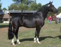 MILORD DES CHOUANS - Welsh Poney (Sezione D), Welsh Cob  2000 ,  RHON LYNDON