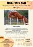 Miel Pops SDH - PFS Pony Francese da Sella 2022 ,  Balthazar van de roshoeve