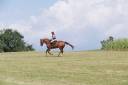 Cavalla KWPN Cavallo da Sport Neerlandese In vendita 2012 Sauro ,  vigaro