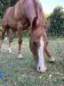 splendida cavalla paint horse con tutti i documenti.