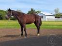 Castrone Trottatore Francese In vendita 2014 Baio ,  Repeat Love