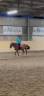 Vendo pony castrone 8 anni