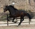 Intero PRE Andaluso In vendita 2019 Baio