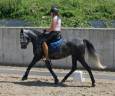 Cavalla CDE Caballo Deporte Espanol In vendita 2019 Grigio