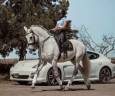 Castrone Lusitano In vendita 2013 Grigio