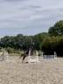 Cavalla Welsh Poney (Sezione B) In vendita 2019 Scuro ,  Priestwood Gigolo