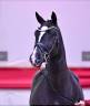 Castrone KWPN Cavallo da Sport Neerlandese In vendita 2021 Nero ,  VDL LIAMANT W