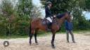 Cavalla BWP Cavallo da Sangue Belgio In vendita 2012 Baio scuro ,  HAKIM OURAI