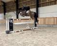 Castrone sBs Cavallo da Sport Belgio In vendita 2019 Baio ,  Pégase van’t Ruytershof