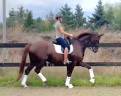 Cavallo da Dressage 