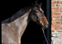 Cavalla Altre Razze di Cavalli In vendita 2016 Baio ,  Caraoki