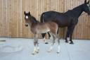 Cavalla sBs Cavallo da Sport Belgio In vendita 2024 Baio scuro ,  Dourkhan Hero Z