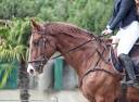 Castrone Sella Francese In vendita 2013 Sauro ,  QLASSIC BOIS MARGOT