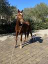 Pony castrone 2019 ottima prestazione super pony 