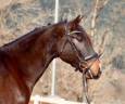Castrone CDE Caballo Deporte Espanol In vendita 2020 Baio