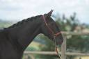 Fattrice PRE Andaluso In vendita 2019 Nero ,  TENORIO DE VERLIN