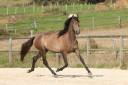 Cavalla PRE Andaluso In vendita 2022 Grigio ,  GUAPO DE LA COMBE
