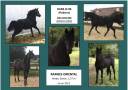 Anne Velluet-Haras du Gremillon | Allevatori cavalli > Allevatori, Cavalli da sport 