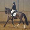 Cavallo 7 anni 