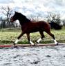 Castrone sBs Cavallo da Sport Belgio In vendita 2023 Baio