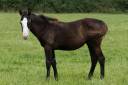 Puledra Paint Horse In vendita 2024 Nero