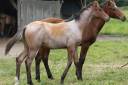Puledro Quarter Horse In vendita 2024 Roano
