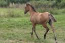 Puledra Quarter Horse In vendita 2024 Dun