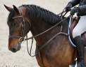 Castrone Sella Francese In vendita 2019 Baio scuro