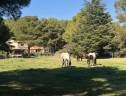 Bella dimora equestre In vendita Bouches-du-Rhône