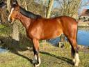 Cavalla Sella Francese In vendita 2020 Baio ,  Emerald van't ruyterhof