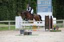 Castrone Sella Francese In vendita 2018 Baio ,  LAUTERBACH