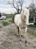 Intero Palomino (Race) In vendita 2020 Palomino