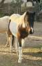 Intero Welsh Poney (Sezione B) In vendita 2023 Pezzato ,  Itak de l’oureal