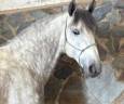 Intero PRE Andaluso In vendita 2019 Grigio