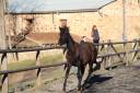 Puledro PRE Andaluso In vendita 2024 Nero ,  MAUR TORNADO (PRE)