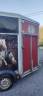 Trailer Ifor Williams  2 Cavalli 2010 Occasione