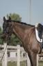 Castrone KWPN Cavallo da Sport Neerlandese In vendita 2018 Baio scuro