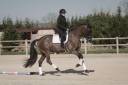 Castrone KWPN Cavallo da Sport Neerlandese In vendita 2018 Baio scuro