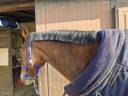 Cavallo 13 anni