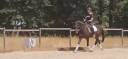 Femmina tedesca di 10 anni da dressage