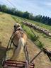 Castrone Haflinger In vendita 2013 Crine lavato ,  Natural's Freaky Friday