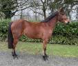 Castrone PFS Pony Francese da Sella In vendita 2023 Baio