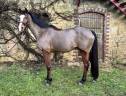 Castrone Sella Francese In vendita 2016 Baio