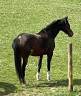 Cavalla KWPN Cavallo da Sport Neerlandese In vendita 2007 Baio ,  FERRO