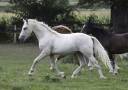 Cavalla Welsh Poney (Sezione D), Welsh Cob  In vendita 2022 Baio