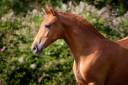 Puledra PRE Andaluso In vendita 2022 Sauro ,  Tarzano GSA