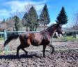 Puledro KWPN Cavallo da Sport Neerlandese In vendita 2022 Baio scuro ,  HERMES